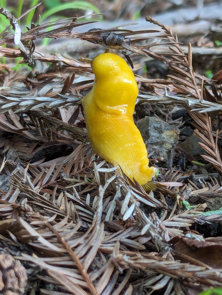 slug_15